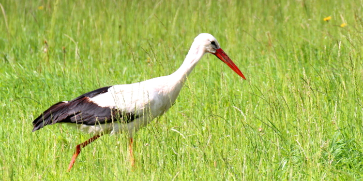 Die Störche sitzen auf gepackten Koffern und warten auf den Check-in