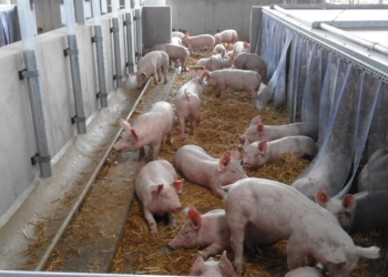 Die Buchholzer Seeluft-Schweine – gute Tierhaltung aus der Region