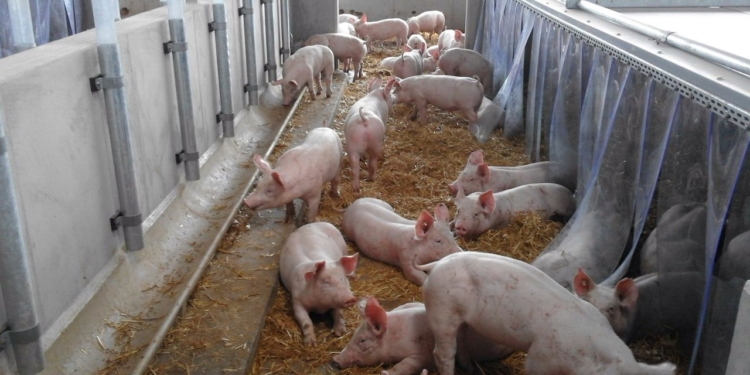 Die Buchholzer Seeluft-Schweine – gute Tierhaltung aus der Region