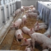 Die Buchholzer Seeluft-Schweine – gute Tierhaltung aus der Region