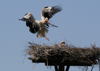 Eine erfolgreiche Weißstorchsaison 2020 trotz Sommerhitze