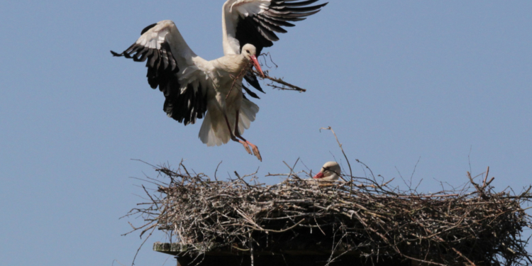 Eine erfolgreiche Weißstorchsaison 2020 trotz Sommerhitze