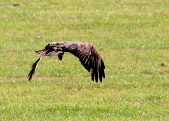 Ein Freiflug über die Wiese