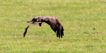 Ein Freiflug über die Wiese
