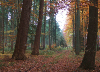Waldspaziergang op Platt durch den Ritzerauer Forst