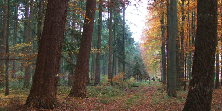 Waldspaziergang op Platt durch den Ritzerauer Forst