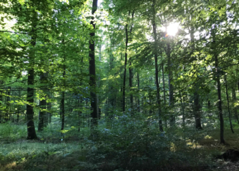 Grüne fordern Holzeinschlags-Moratorium für Laubbäume