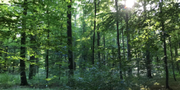 Grüne fordern Holzeinschlags-Moratorium für Laubbäume