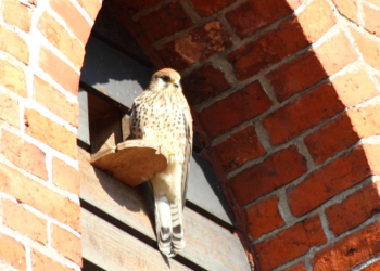 Eine erfolgreiche Aktion ‚Lebensraum Kirchturm‘ und Amphibiensaison in Mölln
