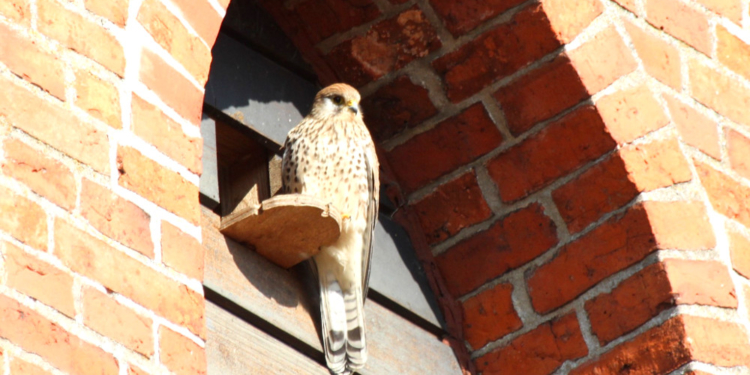 Eine erfolgreiche Aktion ‚Lebensraum Kirchturm‘ und Amphibiensaison in Mölln