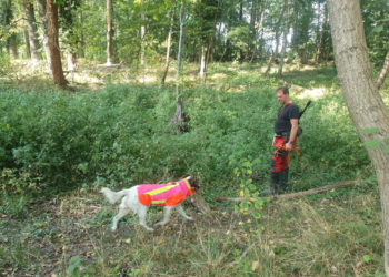 ASP-Suchhunde aus dem Kreis Herzogtum Lauenburg müssen sich in Brandenburg beweisen