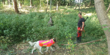 ASP-Suchhunde aus dem Kreis Herzogtum Lauenburg müssen sich in Brandenburg beweisen