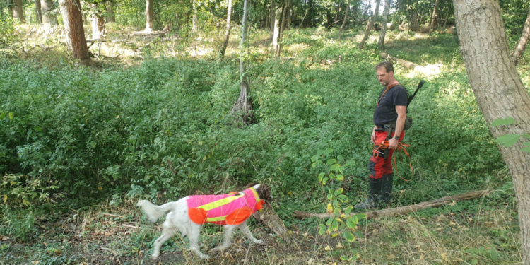 ASP-Suchhunde aus dem Kreis Herzogtum Lauenburg müssen sich in Brandenburg beweisen