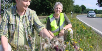 Kräuterreich blühendes Straßenbegleitgrün an der K 17 in Müssen