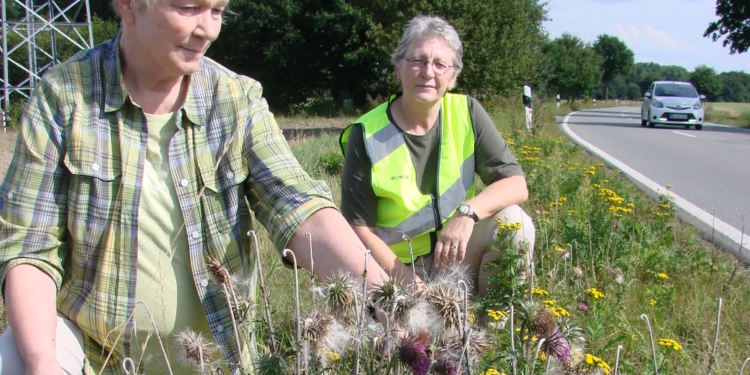 Kräuterreich blühendes Straßenbegleitgrün an der K 17 in Müssen