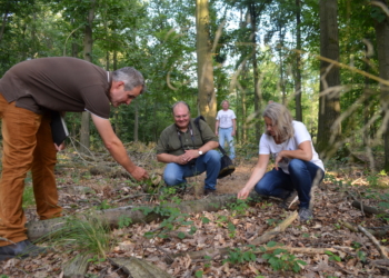 CDU für mehr Vielfalt im Wald