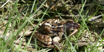 Exkursion ins Salemer Moor