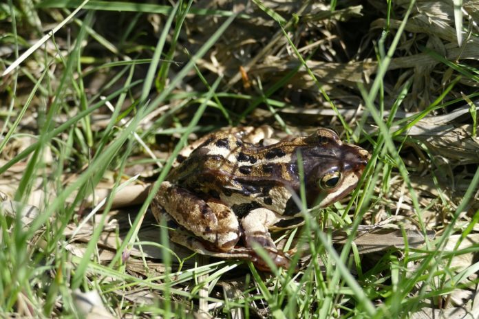 Moorfrosch