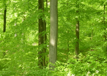 Anpassungsstrategien an den Klimawandel