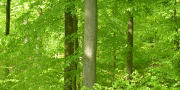 Anpassungsstrategien an den Klimawandel