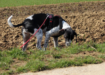 Im Notfall zählt jede Minute Giftköder gefressen