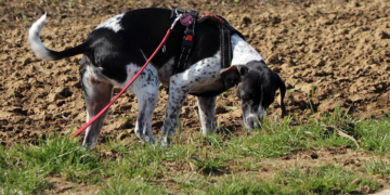 Im Notfall zählt jede Minute Giftköder gefressen