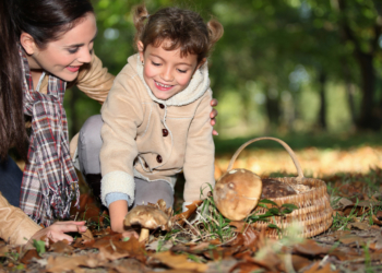 AOK warnt vor Pilzvergiftungen im Kreis Herzogtum Lauenburg