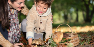 AOK warnt vor Pilzvergiftungen im Kreis Herzogtum Lauenburg