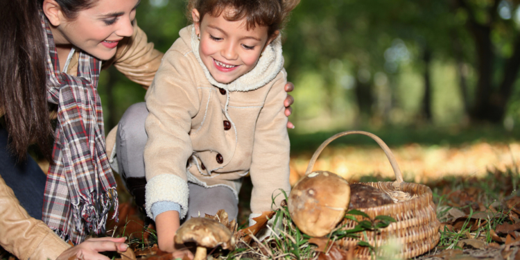 AOK warnt vor Pilzvergiftungen im Kreis Herzogtum Lauenburg