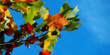 Gudows uriger Wald im Herbst