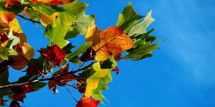 Gudows uriger Wald im Herbst