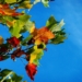 Gudows uriger Wald im Herbst