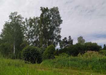 Gesucht: die schönsten Lauf- und Walkingstrecken in und um Büchen