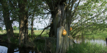 Für mehr Natur im Steinhorst-Schiphorster Moor
