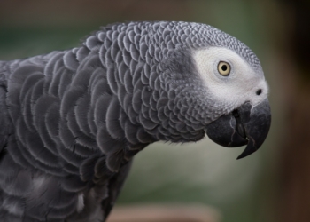 Vier Graupapageien entwendet – Zeugen gesucht