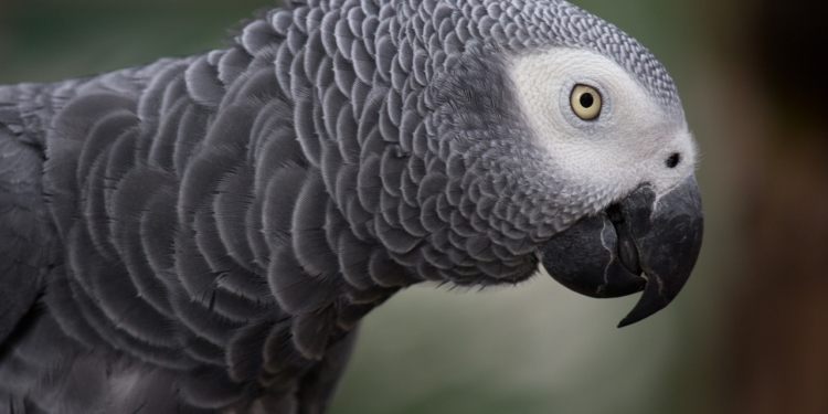 Vier Graupapageien entwendet – Zeugen gesucht