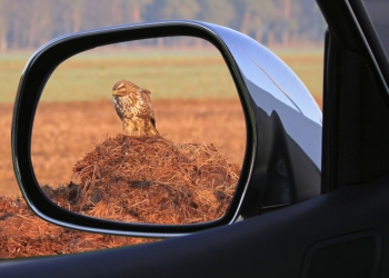 Zweiter Nachweis der Geflügelpest im Kreis Herzogtum Lauenburg bei tot aufgefundenem Wildvogel
