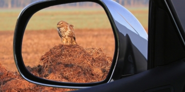 Zweiter Nachweis der Geflügelpest im Kreis Herzogtum Lauenburg bei tot aufgefundenem Wildvogel