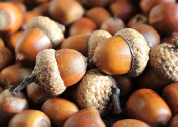 Saatguternte in den Kreisforsten Herzogtum Lauenburg