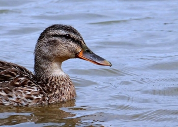 Aktuelle Entwicklungen zur Geflügelpest