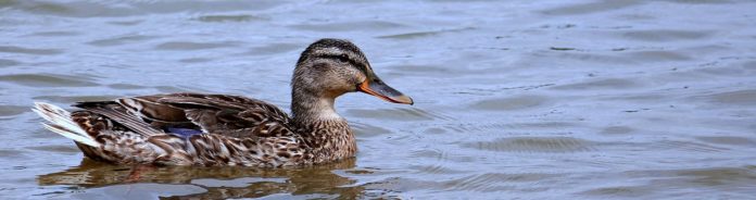Ente
