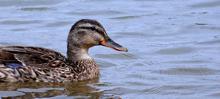 Aktuelle Entwicklungen zur Geflügelpest