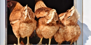 Geflügelpest im Anflug