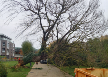 Alte Weide im Ratzeburger Kurpark aus Sicherheitsgründen gefällt