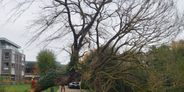 Alte Weide im Ratzeburger Kurpark aus Sicherheitsgründen gefällt