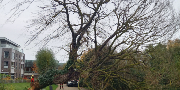 Alte Weide im Ratzeburger Kurpark aus Sicherheitsgründen gefällt