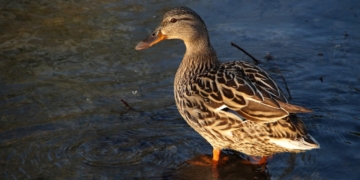 Geflügelpest im Kreis Herzogtum Lauenburg: Erster Nachweis von H5N5