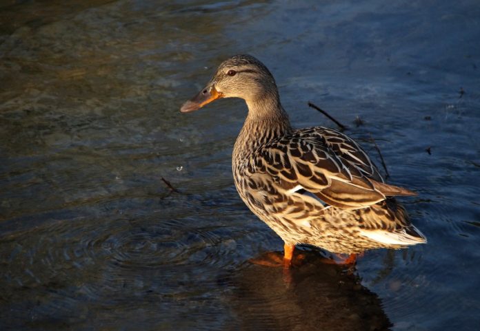 Stockente ente
