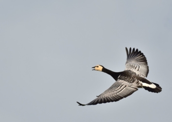 Schwarz: Bauern müssen das als Provokation empfinden