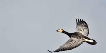 Schwarz: Bauern müssen das als Provokation empfinden
